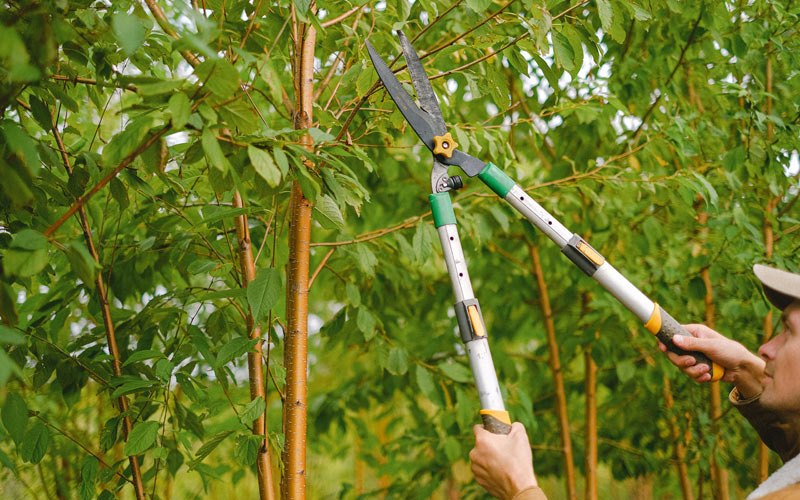 Tree trimming in Unalaska, AK